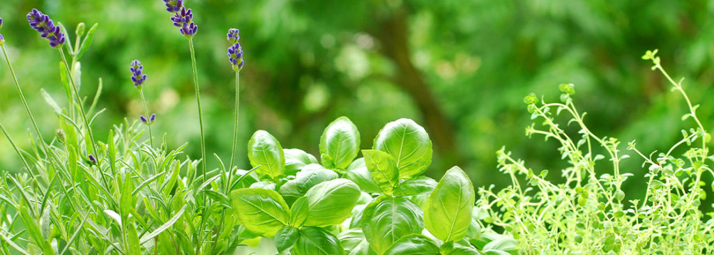 Duftgarten anlegen - aromatische Pflanzen für eine sinnliche Gartenerfahrung