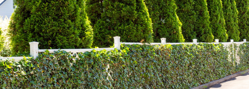 Bepflanzung neben Sichtschutzelementen – passende Pflanzen, Pflege & Kombinationen