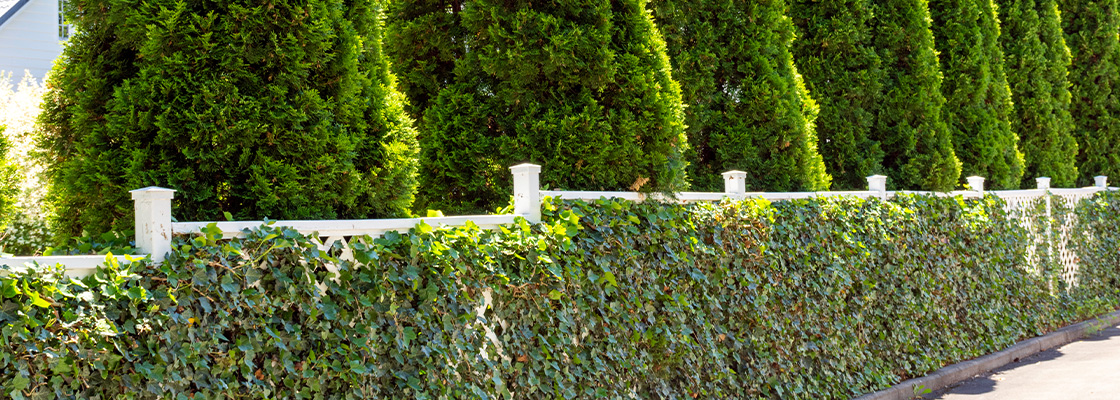 Bepflanzung neben Sichtschutzelementen – passende Pflanzen, Pflege & Kombinationen