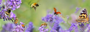 Naturnahe Insekten- und Schmetterlingsgärten gestalten und pflegen