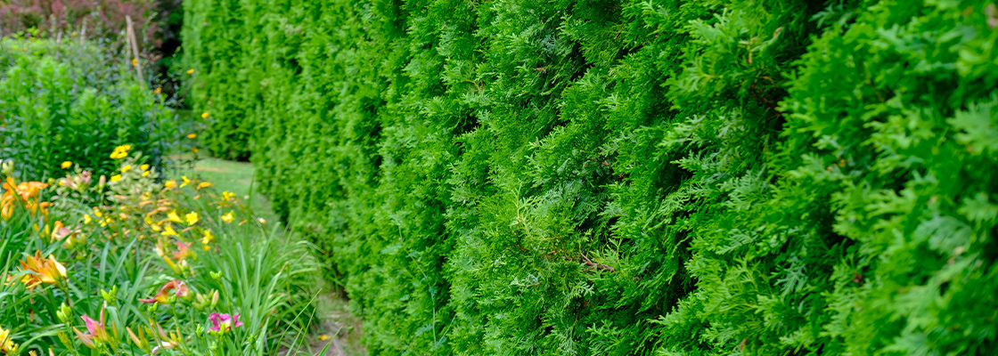 Fertighecken im Garten – schneller Sichtschutz mit nachhaltiger Wirkung