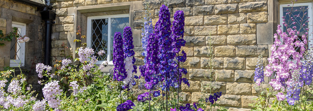 Staudenbeete im März vorbereiten – Rückschnitt, Bodenaktivierung und gesunder Neuaustrieb