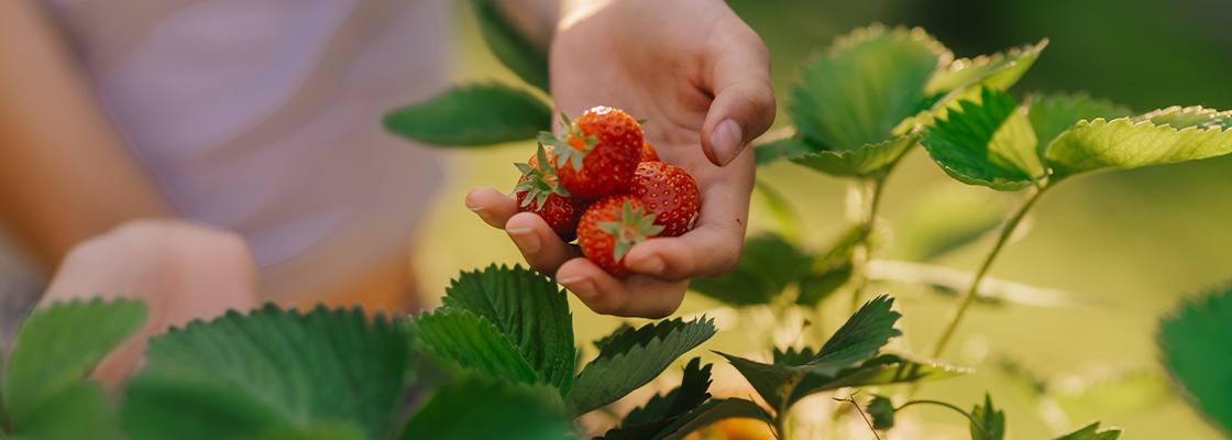 Naschgarten anlegen: Frische Früchte und Kräuter direkt aus dem eigenen Garten