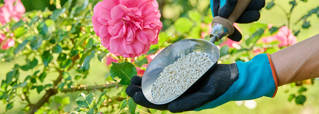 Pflanze überdüngt – was tun? Erste Hilfe bei Überdüngung im Garten